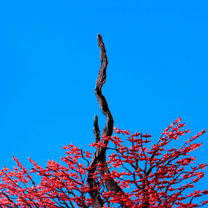 Aletta Ocean, 大战黑鬼
