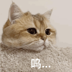 Aletta Ocean, 大战黑鬼
