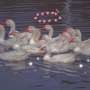 Aletta Ocean, 大战黑鬼
